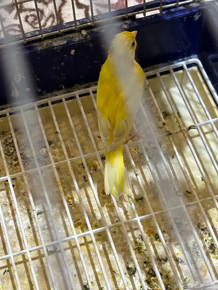 كناري سوري انثى جاهزه 2