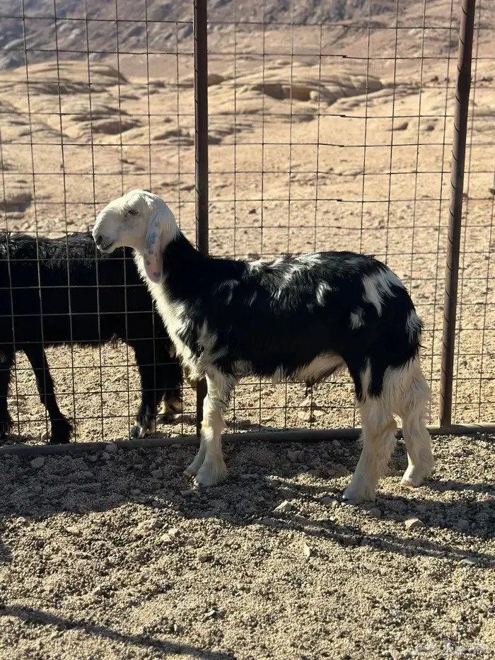 خروف طيب مشروع فحل غير مشروط عمر4 شهور 0