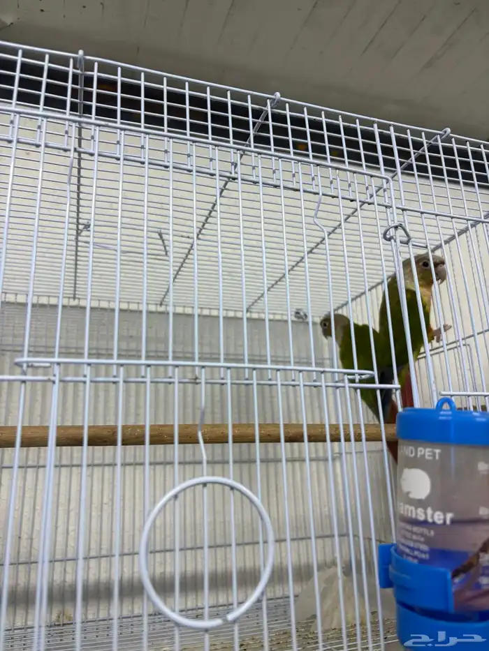 جوز كنيور اناناس تم البيع 3