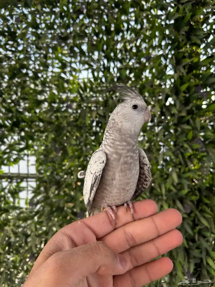 ذكر كروان هولندي فراشة اليف و يغرد على اليد 1