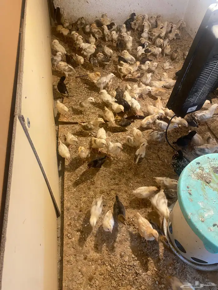 صوص دجاج عمره 20 يوم العدد 113 جوز العدد الكلي226حبه 0