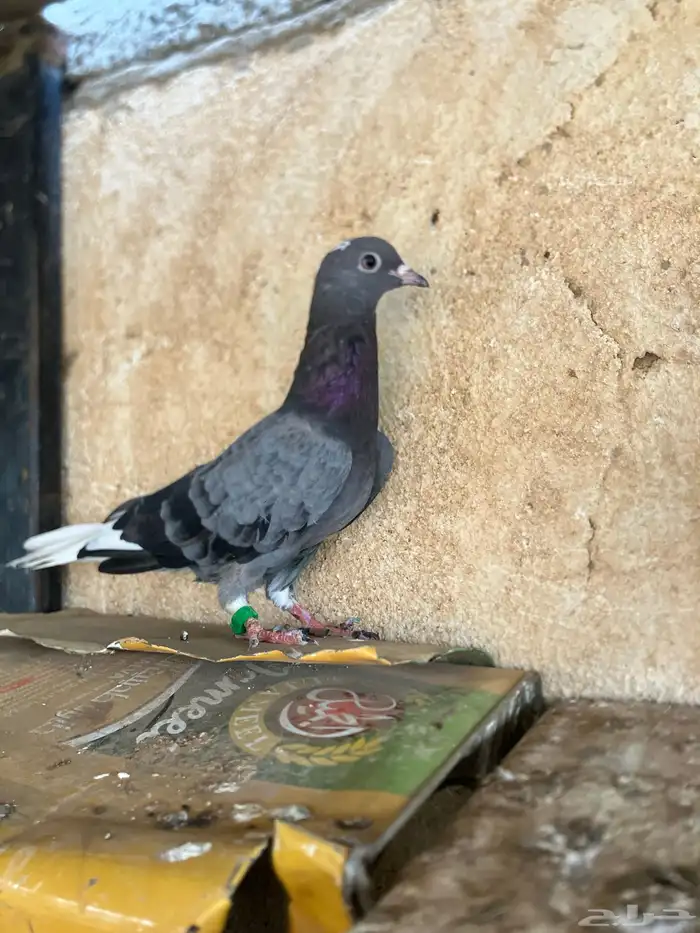 حنان قطايف 2