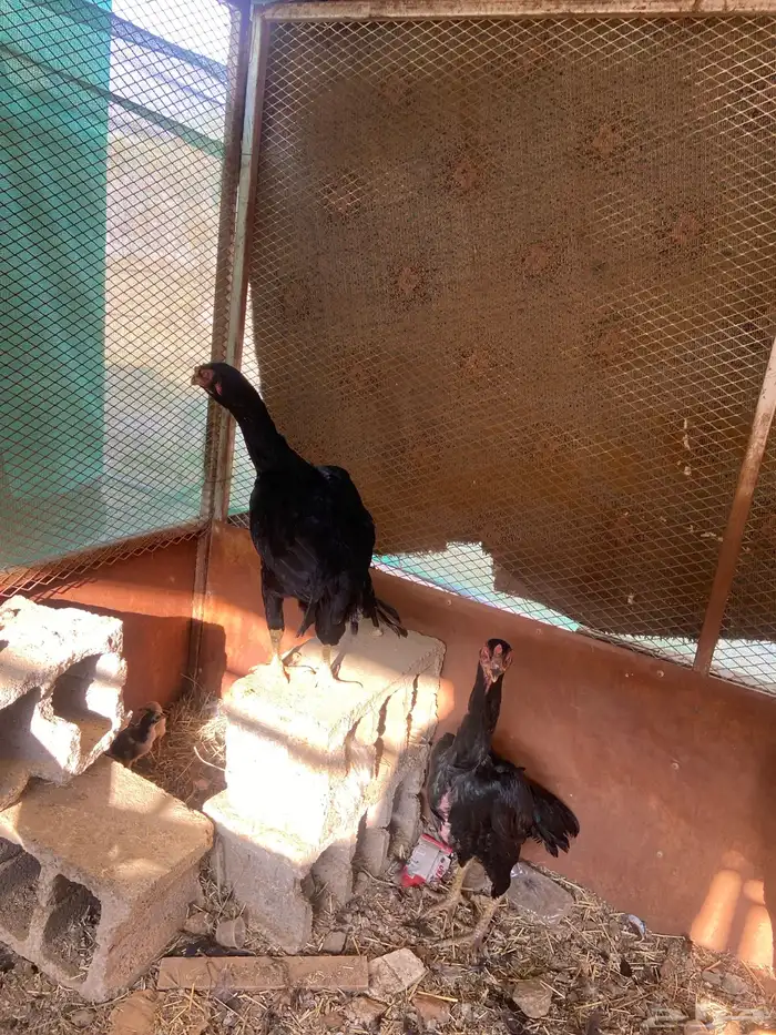 دجاج شامو اسود لاماع 5