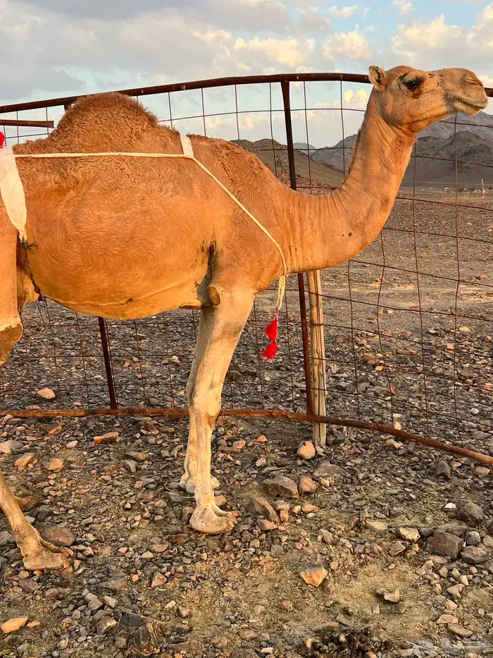 خلفه حمرا مجموع مجموع ب 11800 يبلاش 6