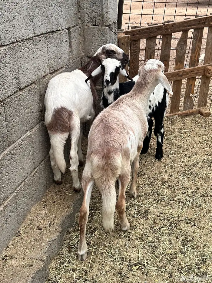 بهم هجين تيلاد 2