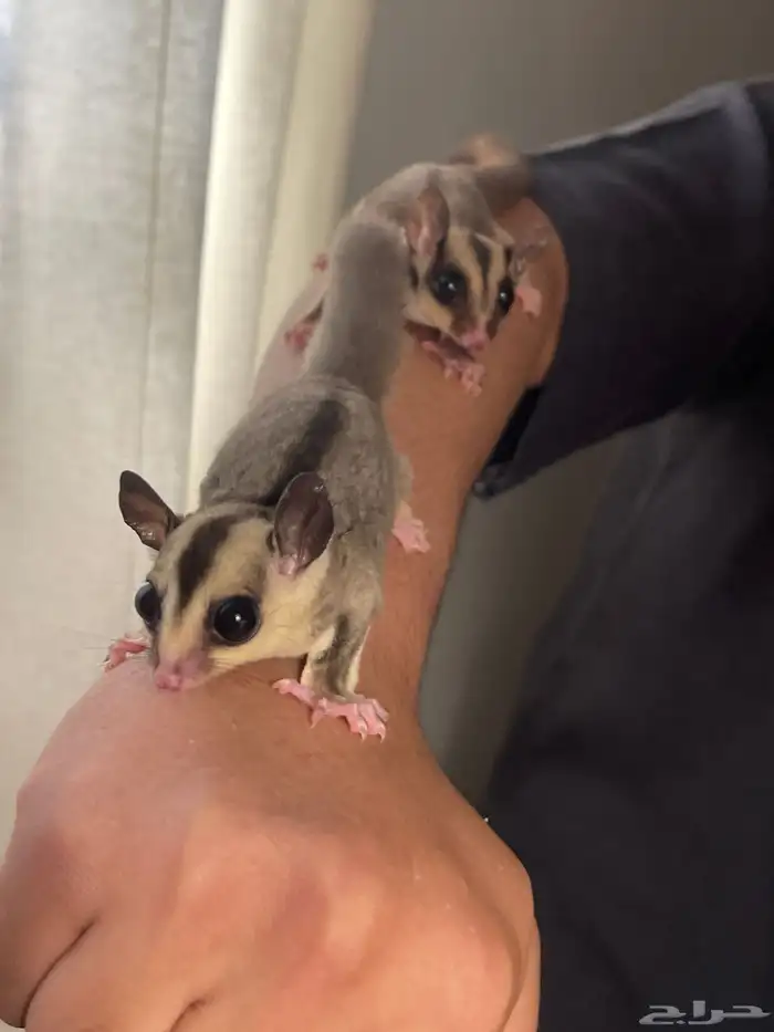 السنجاب الطائر 0