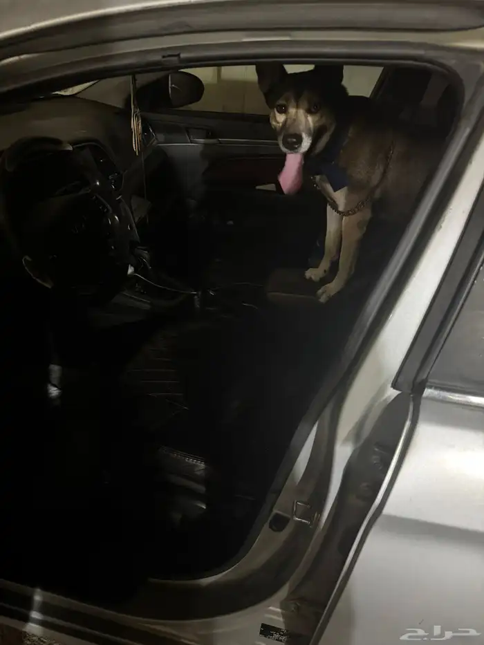 كلب بيتسكي 0