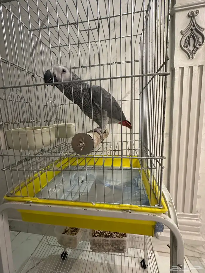 فرخ كاسكو جرئ متكلم على اليد ( تم البيع ) 1