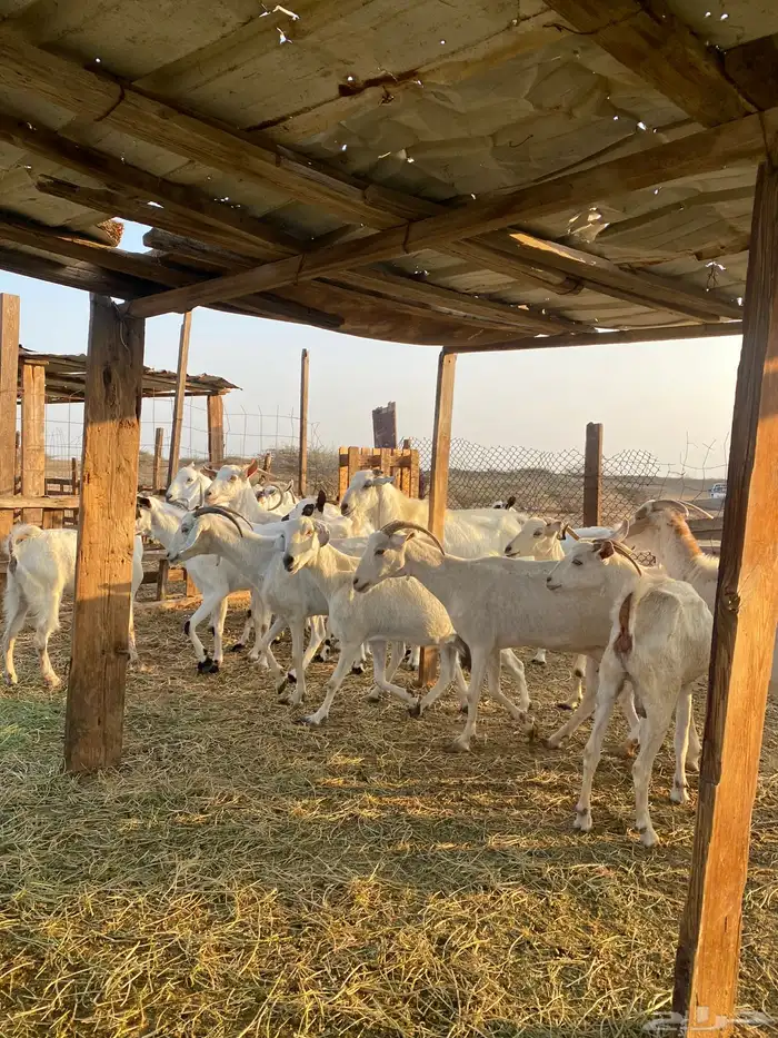 للبيع معزا بيشيات بالفحل دفيع ومضاريع 8