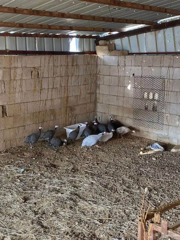 دجاج حبشي حجل 2