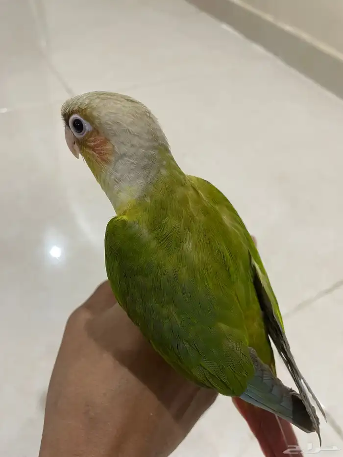 فرخ كنيور اناناس (تم البيع). 6