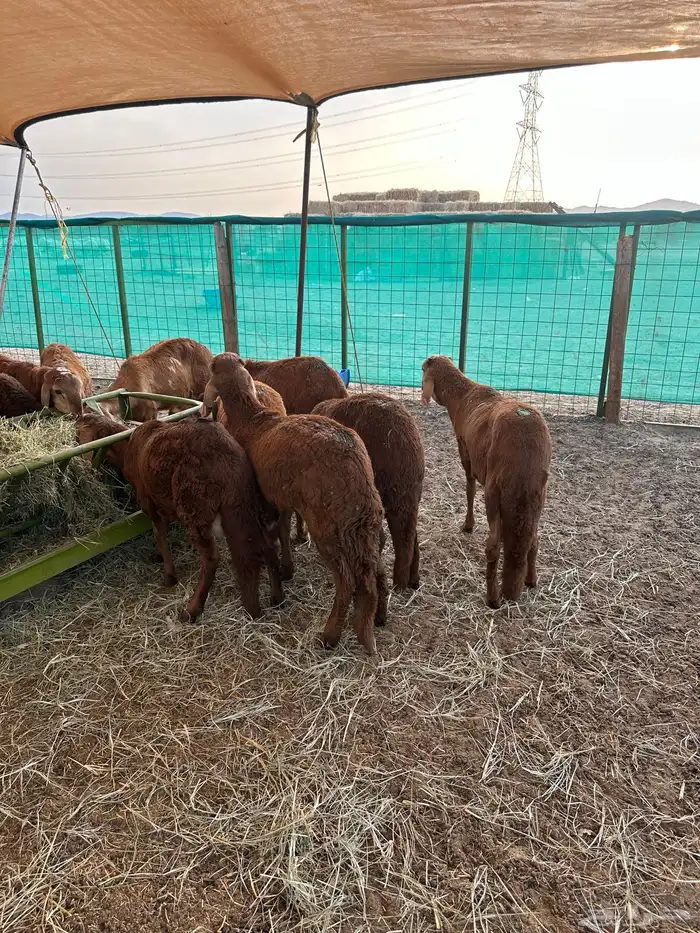 طليان سواكني حمري للمناسبات والعقيقة 2