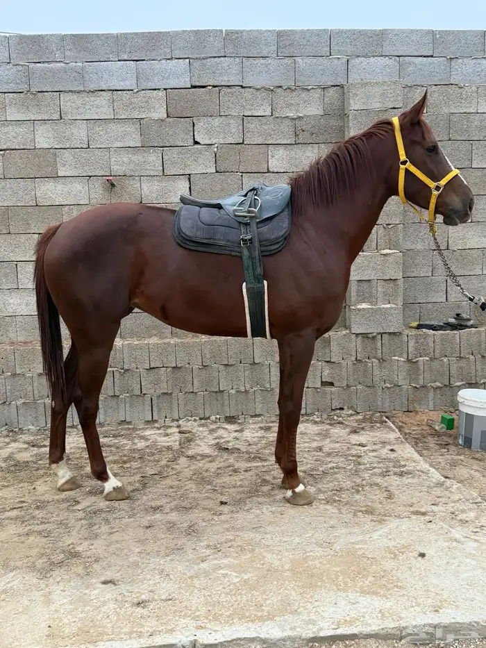 فرس انجليزيه 1