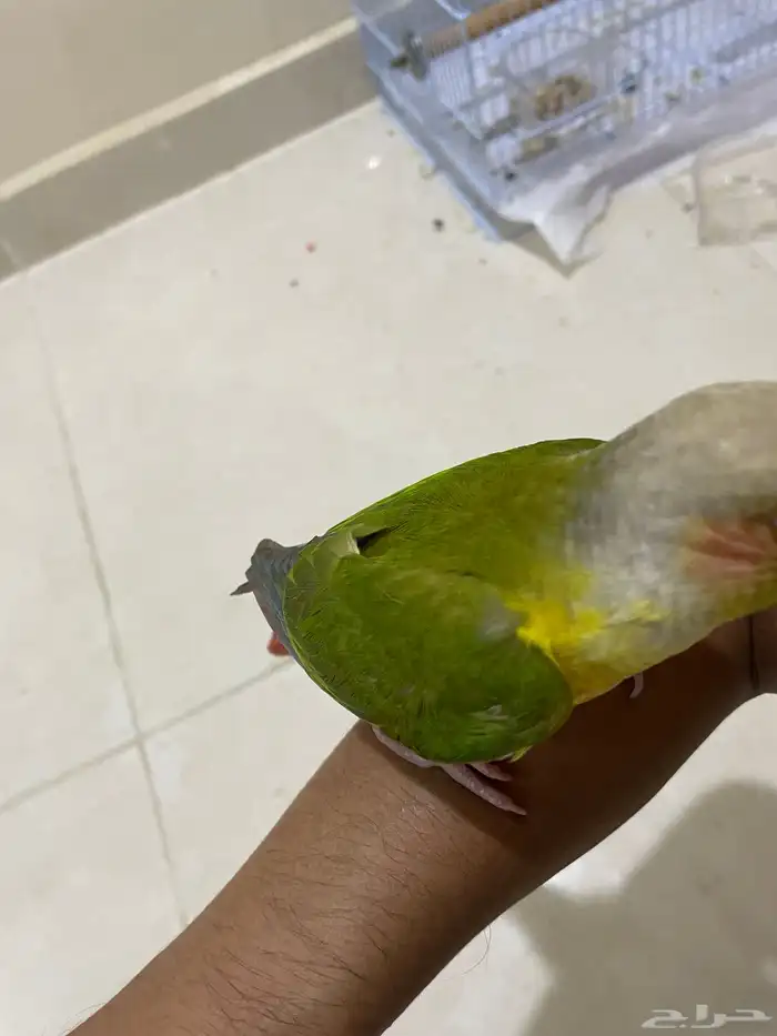 فرخ كنيور اناناس (تم البيع). 7