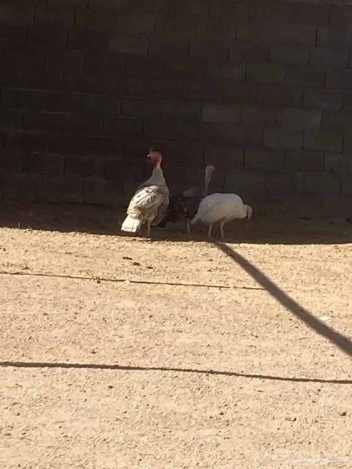 دجاج رومي. 0