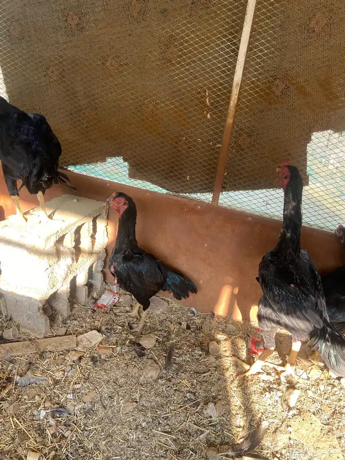 دجاج شامو اسود لاماع 6