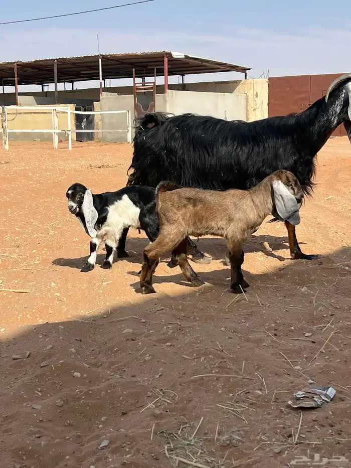 عنز متبع معها 2 جفره وتيس توها تامه. شبب 1