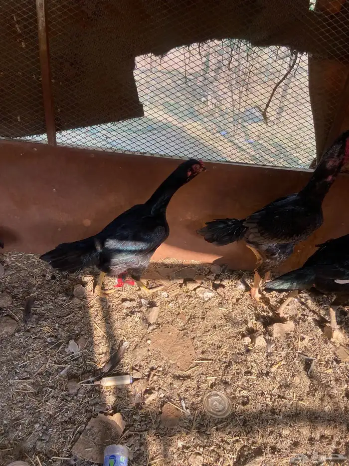 دجاج شامو اسود لاماع 8