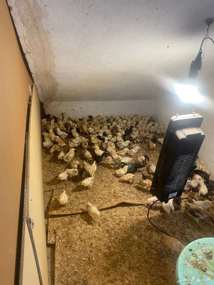 صوص دجاج عمره 20 يوم العدد 113 جوز العدد الكلي226حبه 4