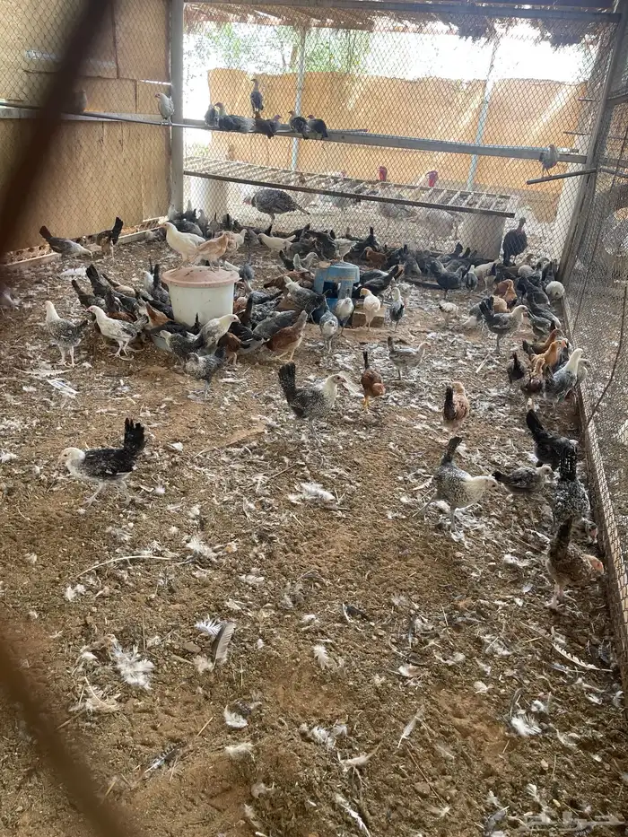 دجاج فيومي عمر 4 شهور 4