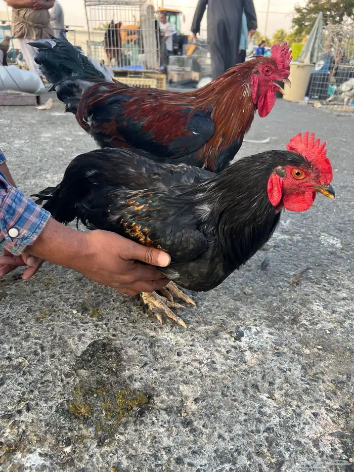 ديك   ديكه مهجن باكستاني للبيع 7