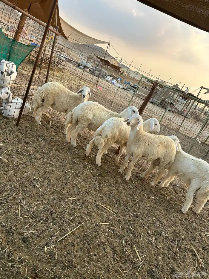 طليان ذبايح تم البيع 0