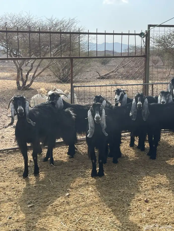 معزا ( تم البيع ) 10