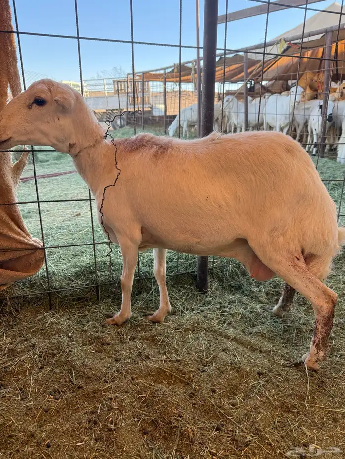 للبيع اسن ثنايا العدد 2 حليب 2