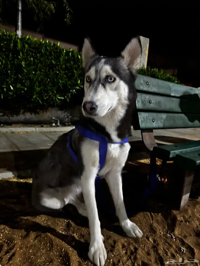 كلب هايسكي 1