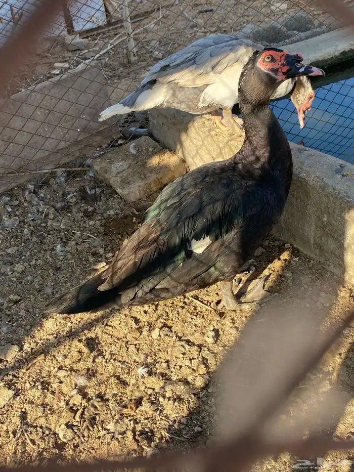 بط مسكوفي للبيع 0