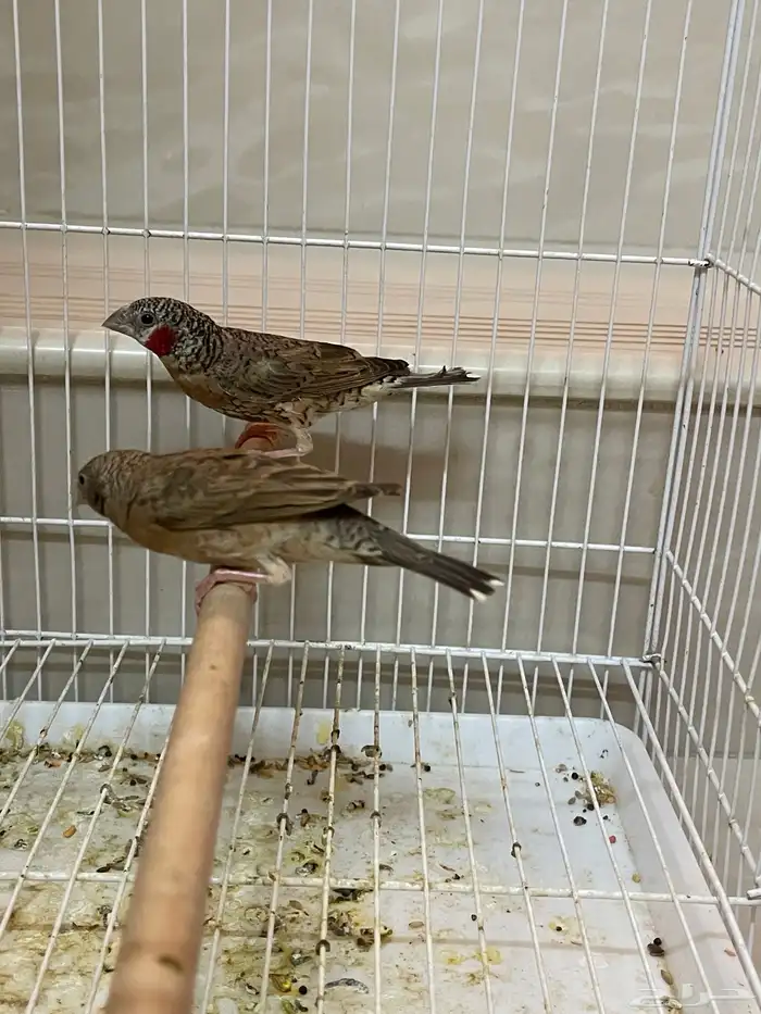 جوز مذبوح فنش 5