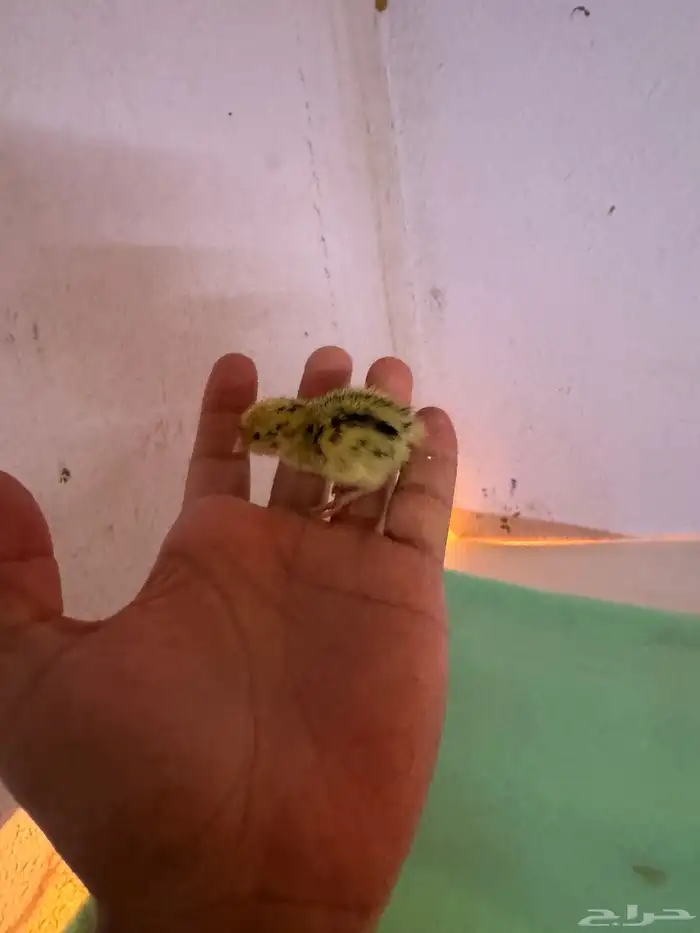 صوص صيصان سمان فري مريعي 6