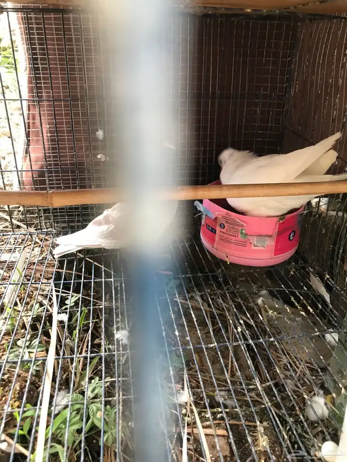 صنعاني اصيل شيبه صوت ناعم وحجم صغير 19