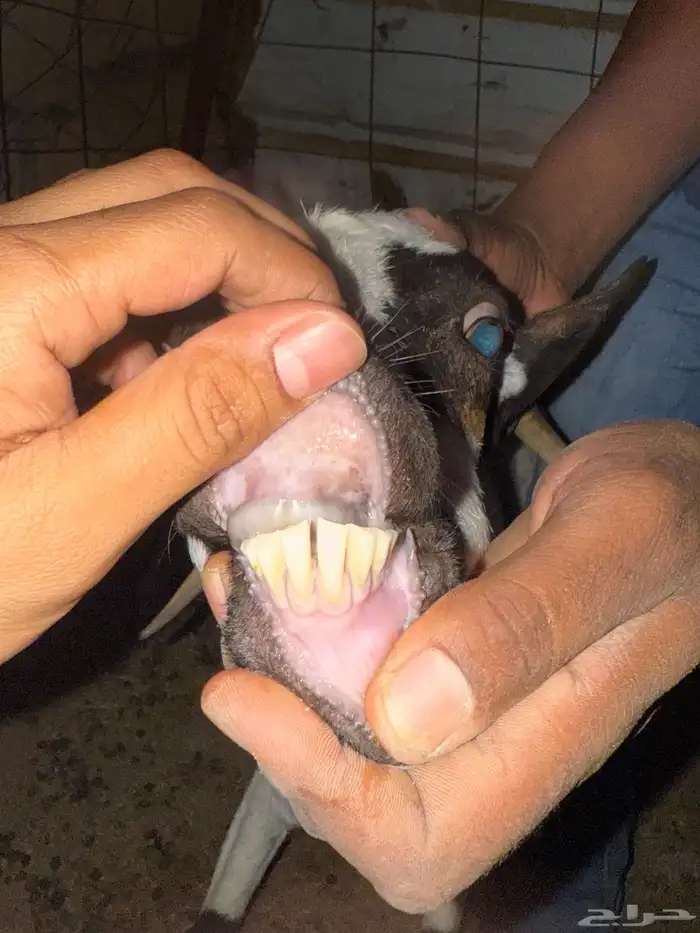 معزا مواليد 7