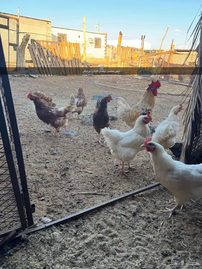 يوجد لدي بيض لوهمان مخصب دم صافي 0