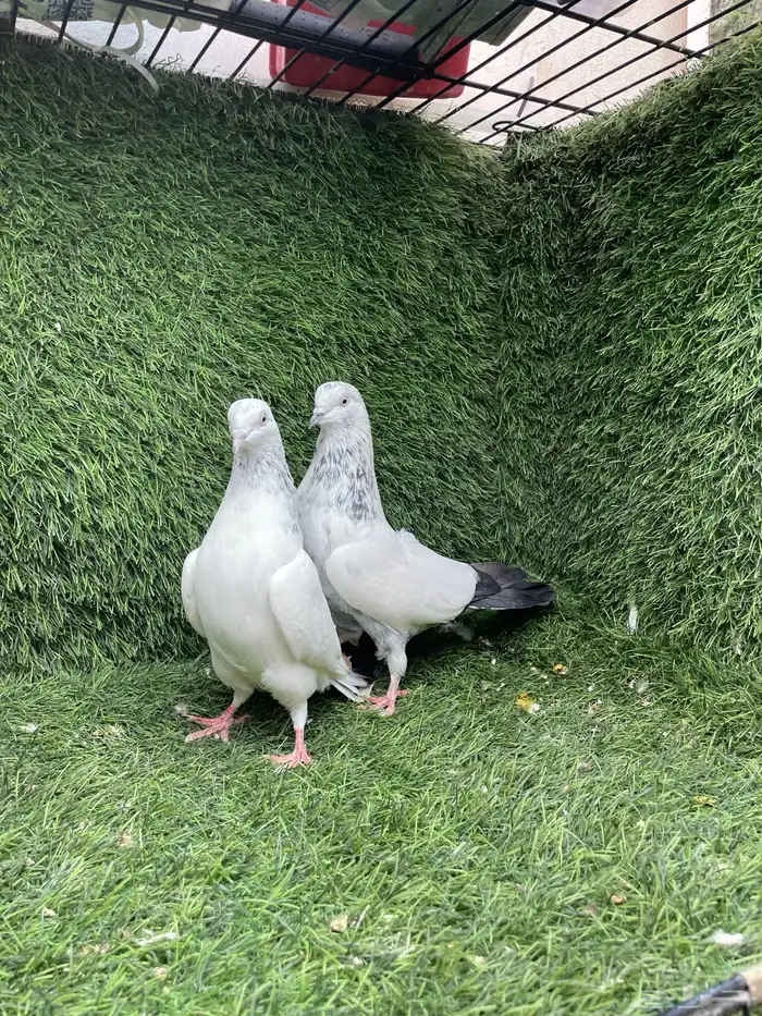 حمام باكستاني 0