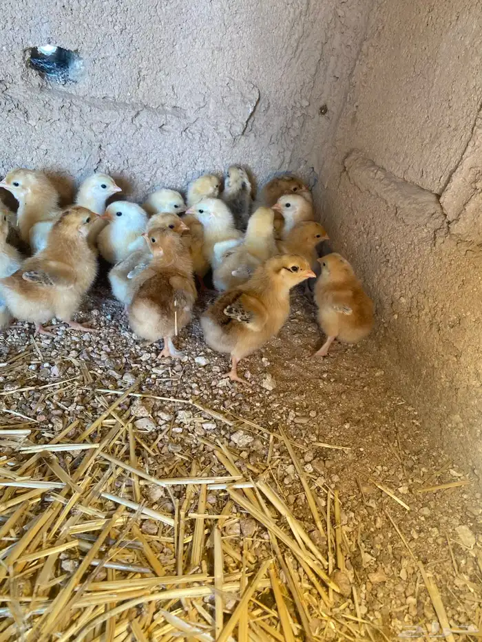 للبيع صوص تركي 1