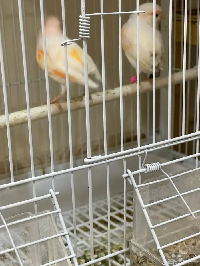 كناري موازيك 0