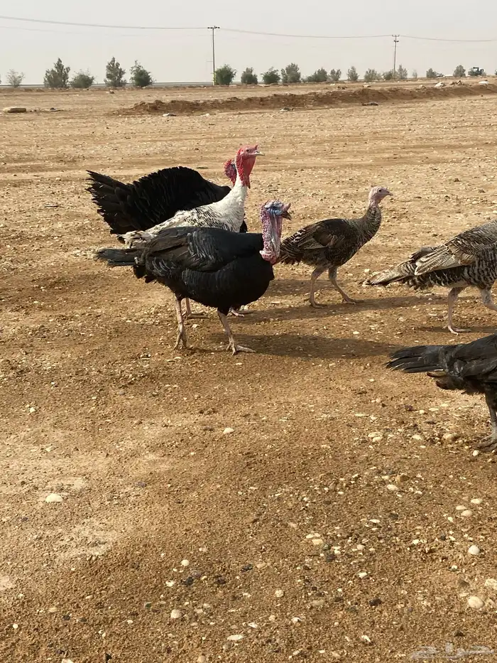 ديك ودجاج رومي وبط بح 3