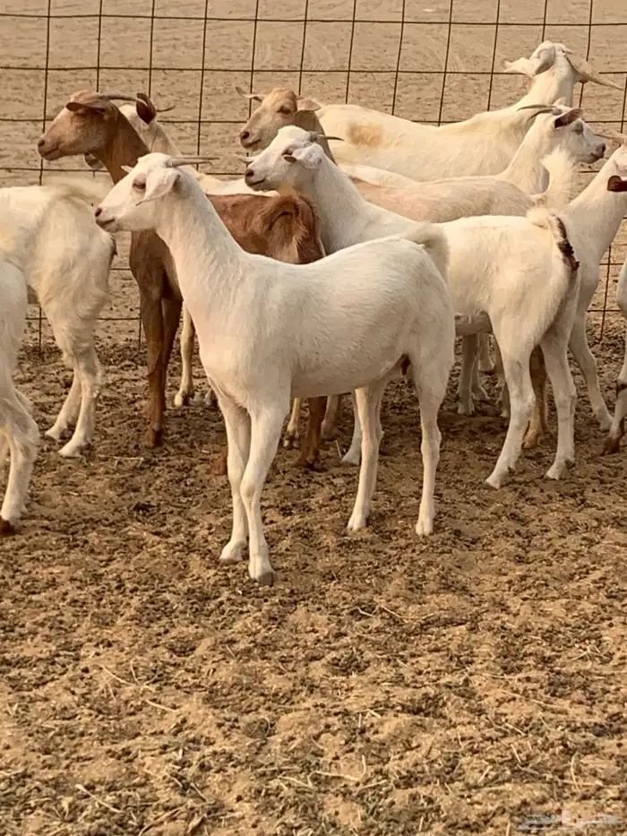 للبيع معزا جفار بيشيات برص ومعزا دهم 20