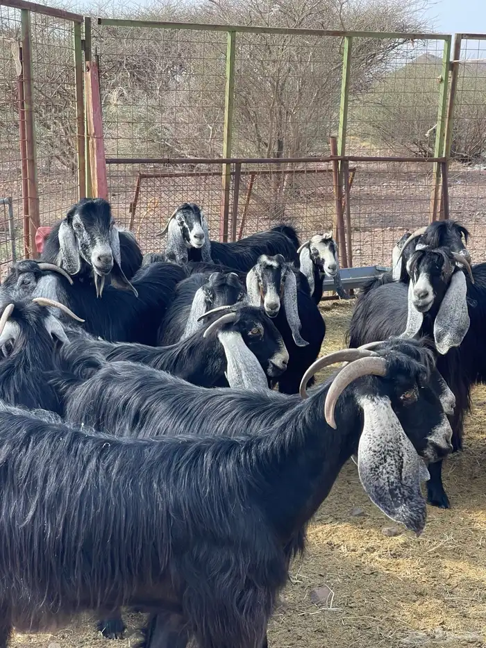 معزا ( تم البيع ) 7