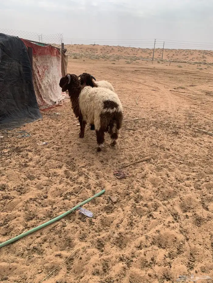 سلام عليكم ورحمة الله وبركاته 0