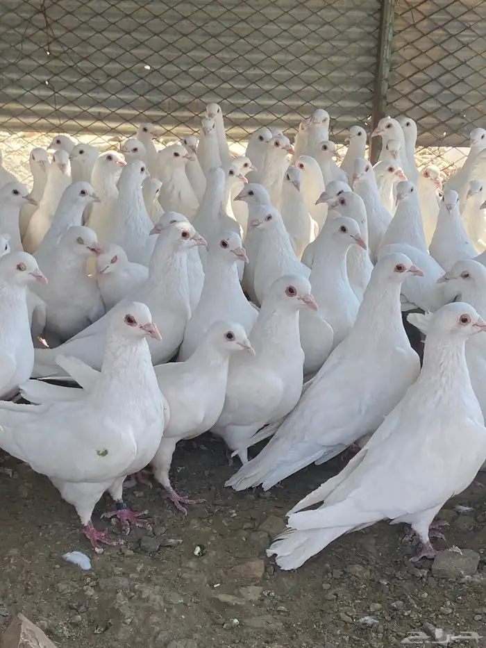 تم البيع الله يبارك لرعيه 3