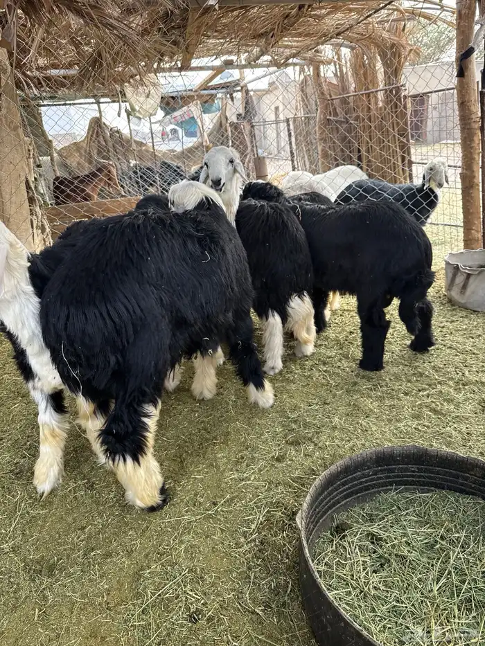 فواخر نجد جذعان 1