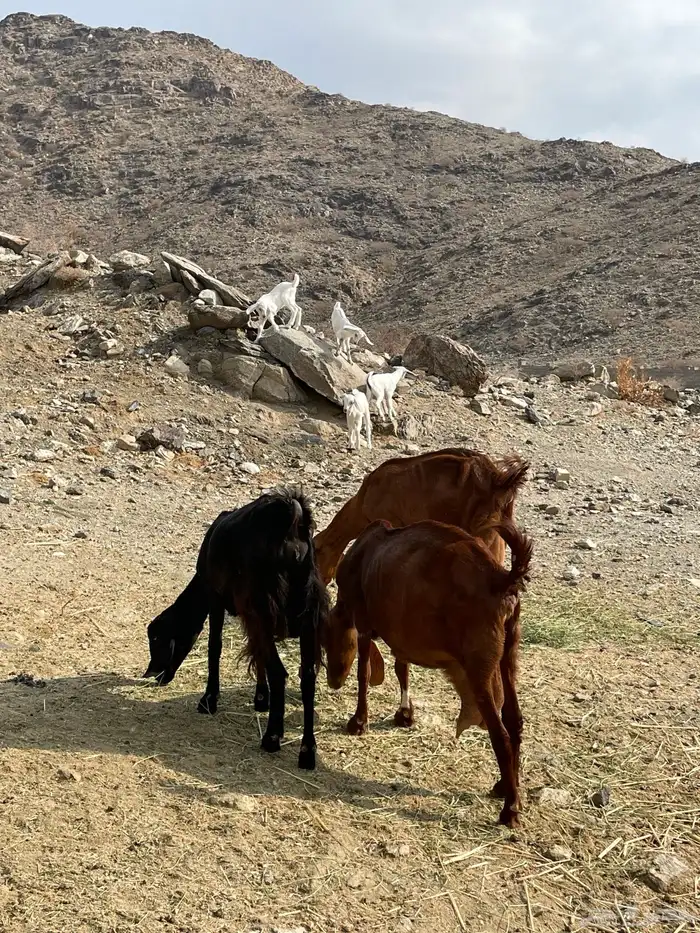 معزا خلفات للبيع 1