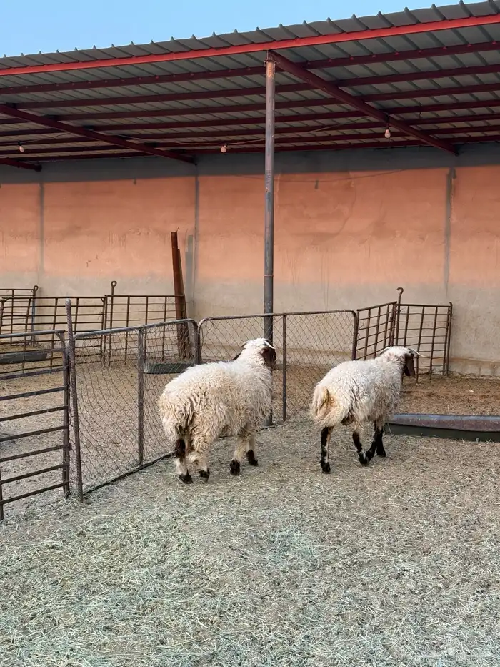 ذبايح القيصومه 0