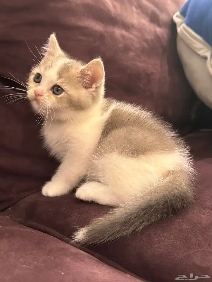 كيتن للبيع اناث وذكوره 1