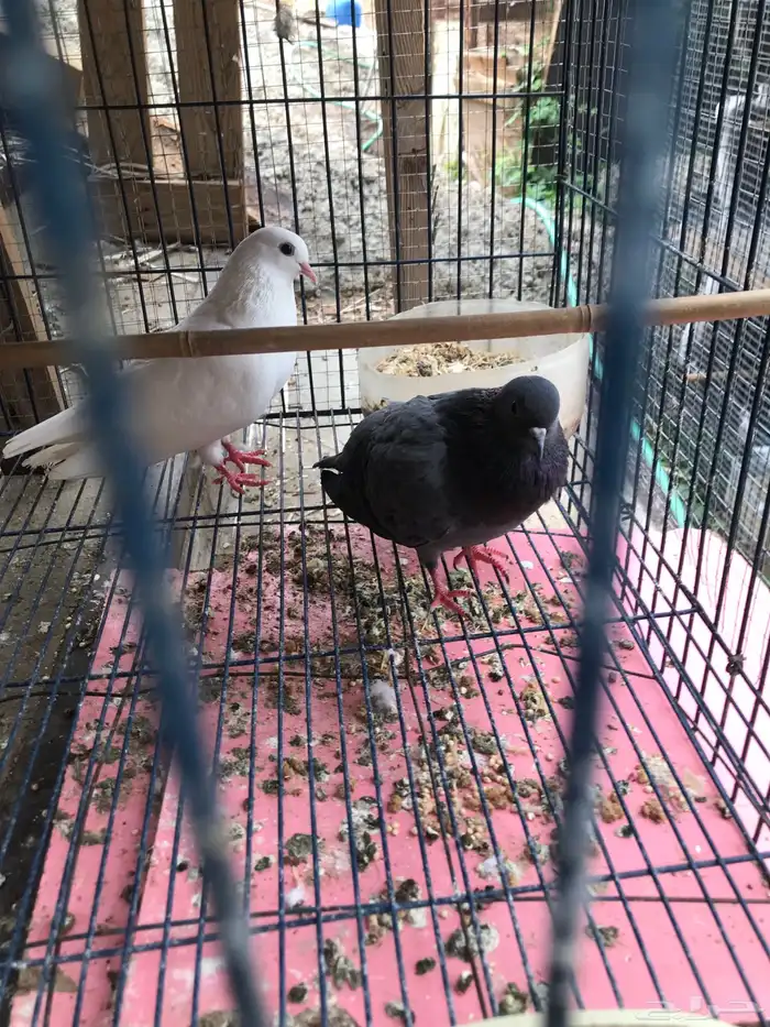 صنعاني اصيل شيبه صوت ناعم وحجم صغير 18