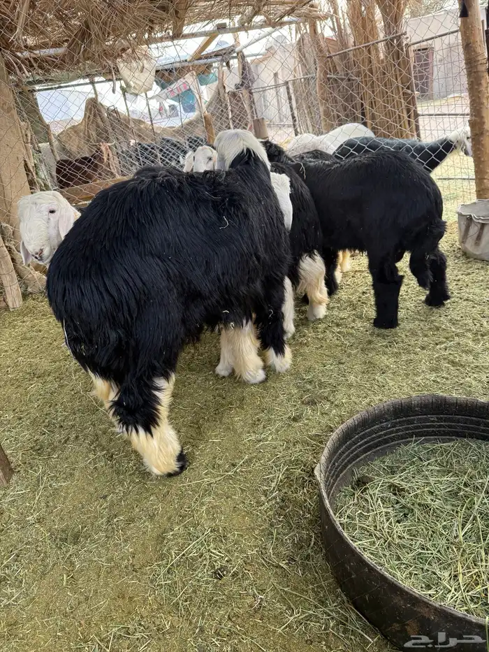 فواخر نجد جذعان 0