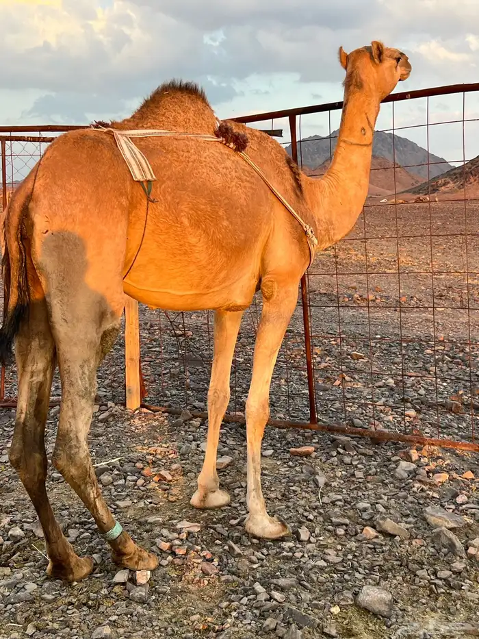 خلفه بكره بكر ناقه حليب ب 11500 تم البيع 1